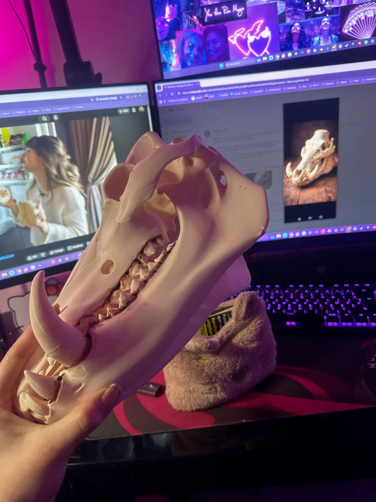 🐗 Crâne de sanglier – Décoration réaliste